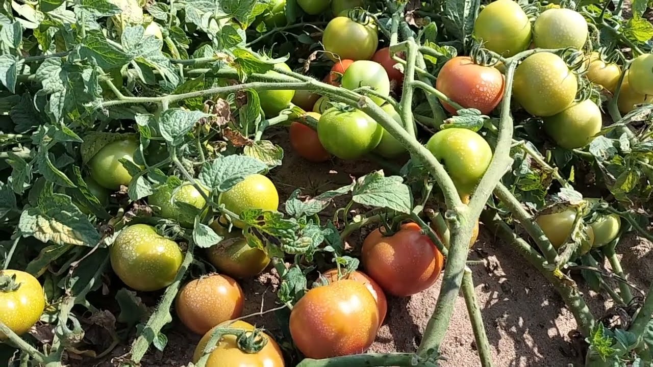 बायर सेमिनिस आसुतोष टोमाटो Bayer seminis ASHUTOSH 🍅 TOMATO