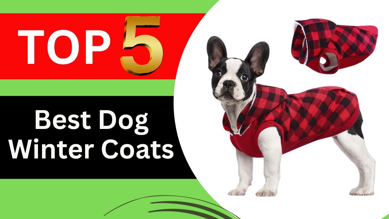 Top 5 Best Dog Winter Coats of 2026