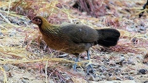 tiếng gà mái rừng mới nhất + kêu cục tác gọi trống 🔥🔥 Suab poj qaib seev thiab tsauj zoo