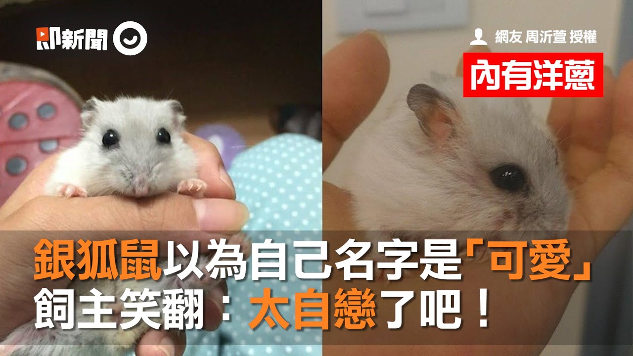 銀狐鼠以為自己名字是 可愛 飼主笑翻 太自戀了吧 Youtube