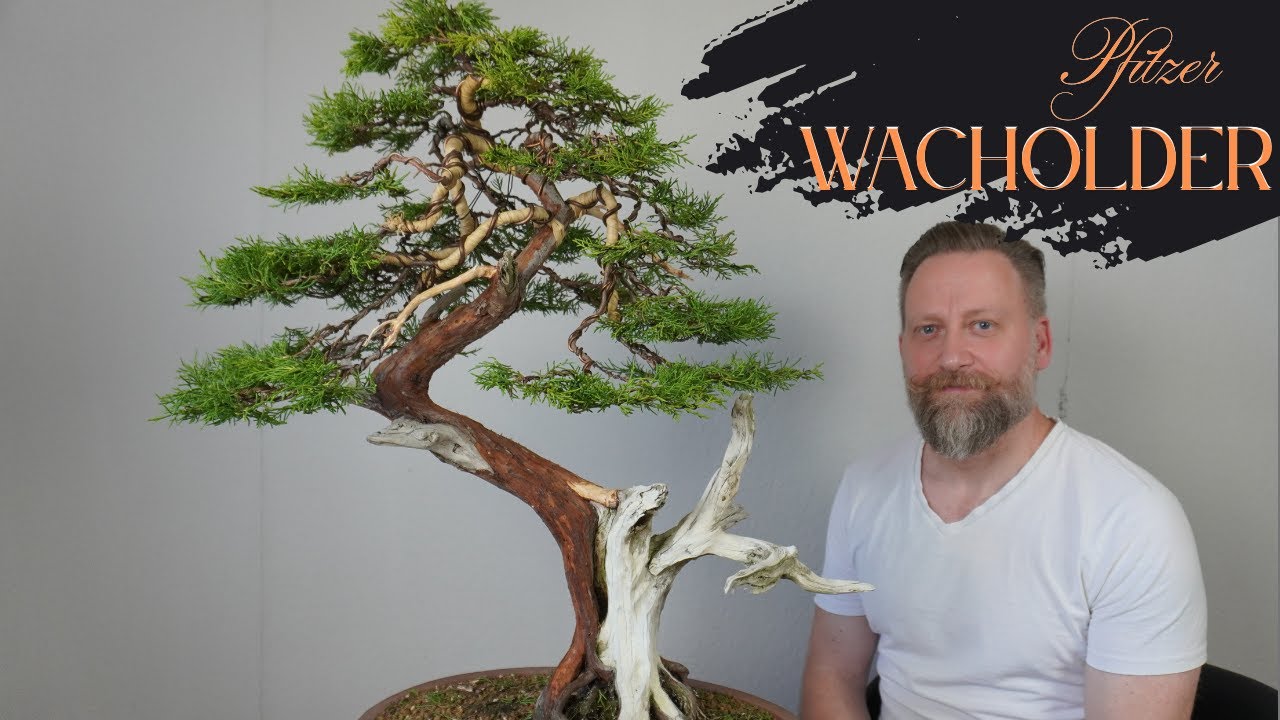 Pfitzer Wacholder- Gestaltung eines Bonsai 's mit Totholzgestaltung - Step by Step