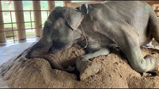 Old Elephant SomBoon Immediately Lay Down On Sand In Arrival Sanctuary - ElephantNews