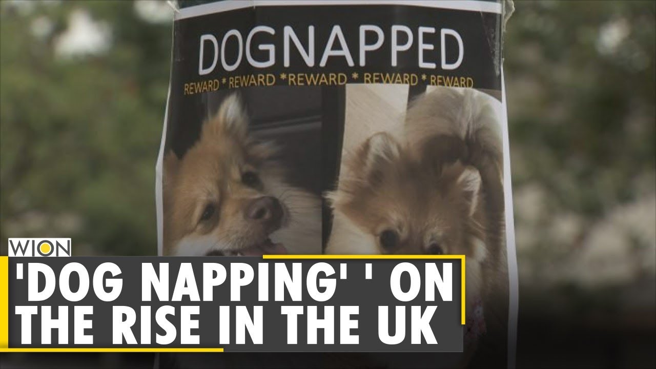 United Kingdom: Is dog theft growing into a big business? | World News | WION