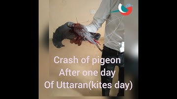 My VIDEO on SAVE  birds PROJECT