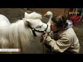 Inseparable miniature horse and goose get adopted together