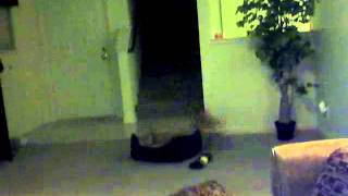Capture 20110413