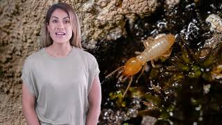Identifying Termite Species: A Must-Read Guide For Homeowners