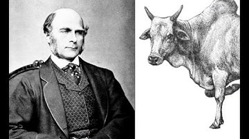 Michael Bernstein, "Crowds, Computation, and the Creation of a Globally-Networked Mind"