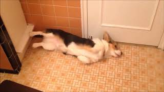 10 Funniest Corgi Videos #8 | Funny Animals