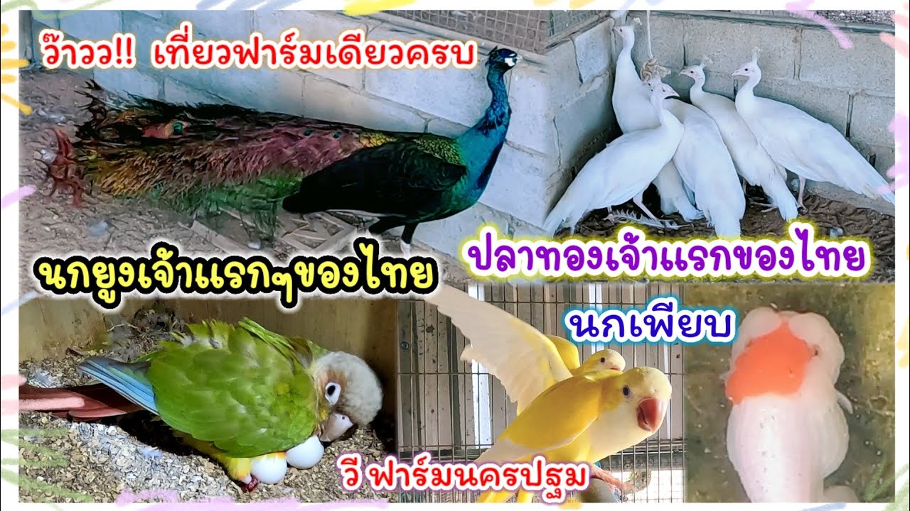 ฟาร์มเดียวครบ นกยูงฟาร์มแรกๆของไทย นกหลากหลาย ปลาทองเจ้าแรกของไทย วี ฟาร์มนครปฐม