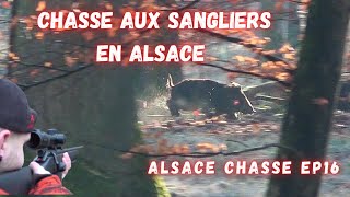 Magnifiques battues aux sangliers en Alsace- Druckjagd auf Wildschwein -Amasing Wild Boar Hunting
