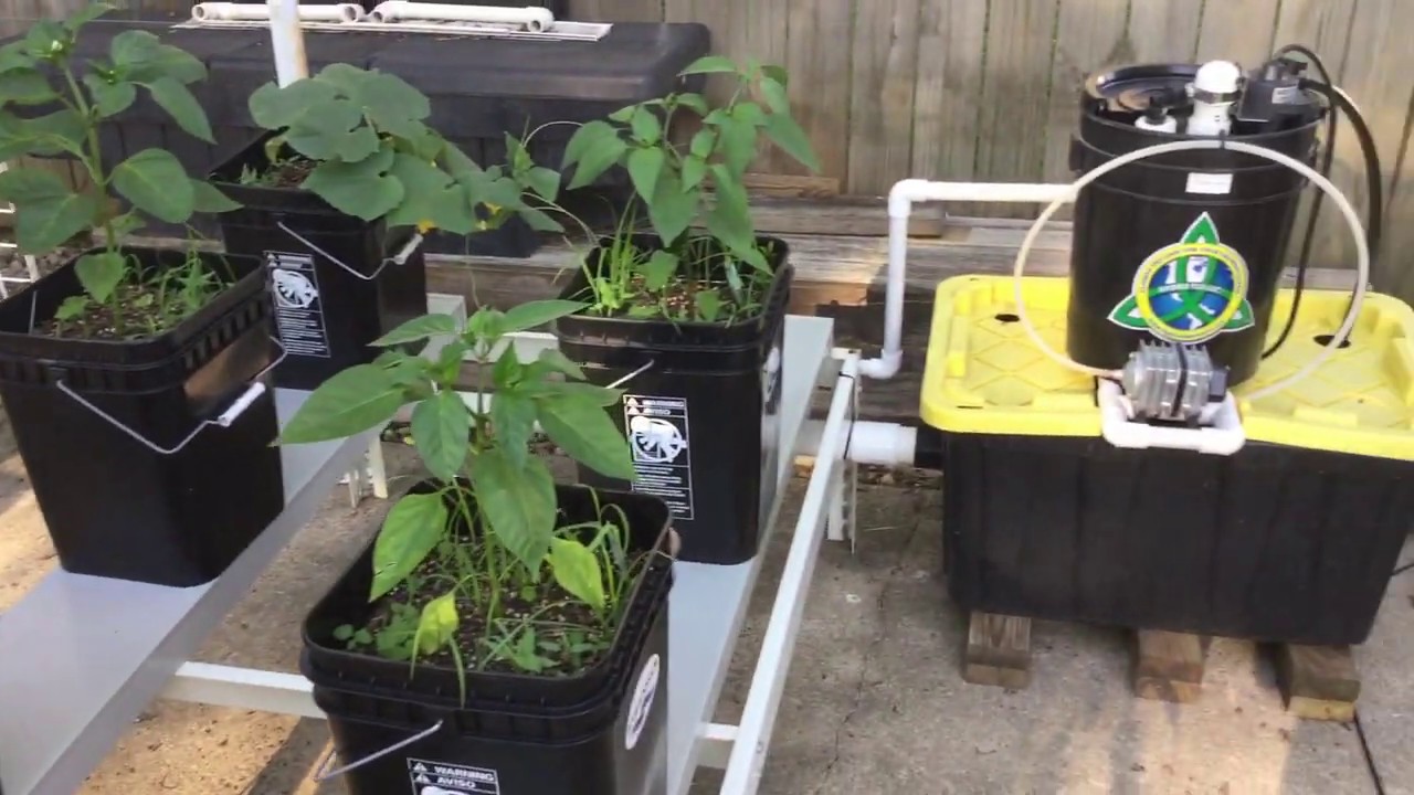 Riverponics 2020 Urban Garden Update