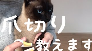 [爪切り動画]猫の爪切りで気をつけるポイント教えます！(シャム系mixごましお)