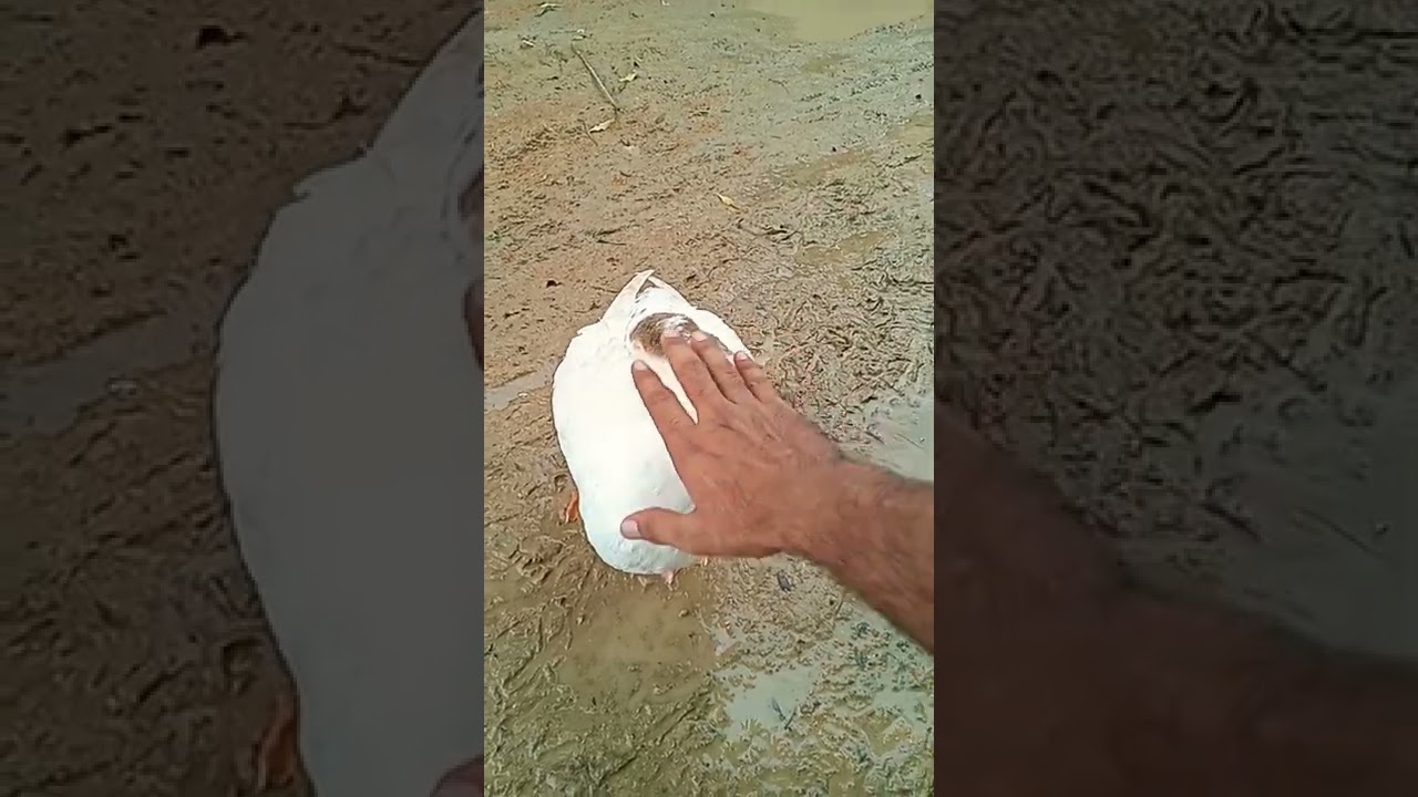 Swan sleeping in deep 😜🤣😂😋