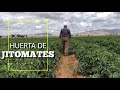 DATOS CURIOSOS De La Siembra De Tomates