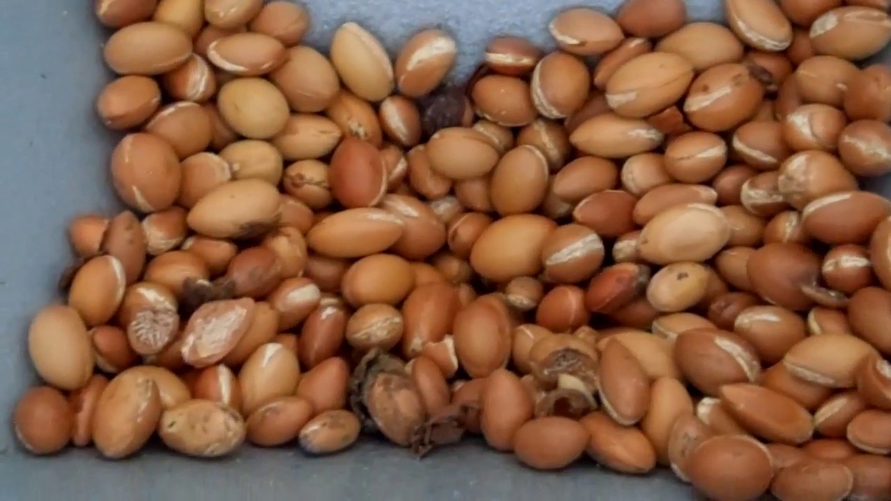 How Argan Oil is Made ,Cracking Argan Shells to get the nuts - YouTube