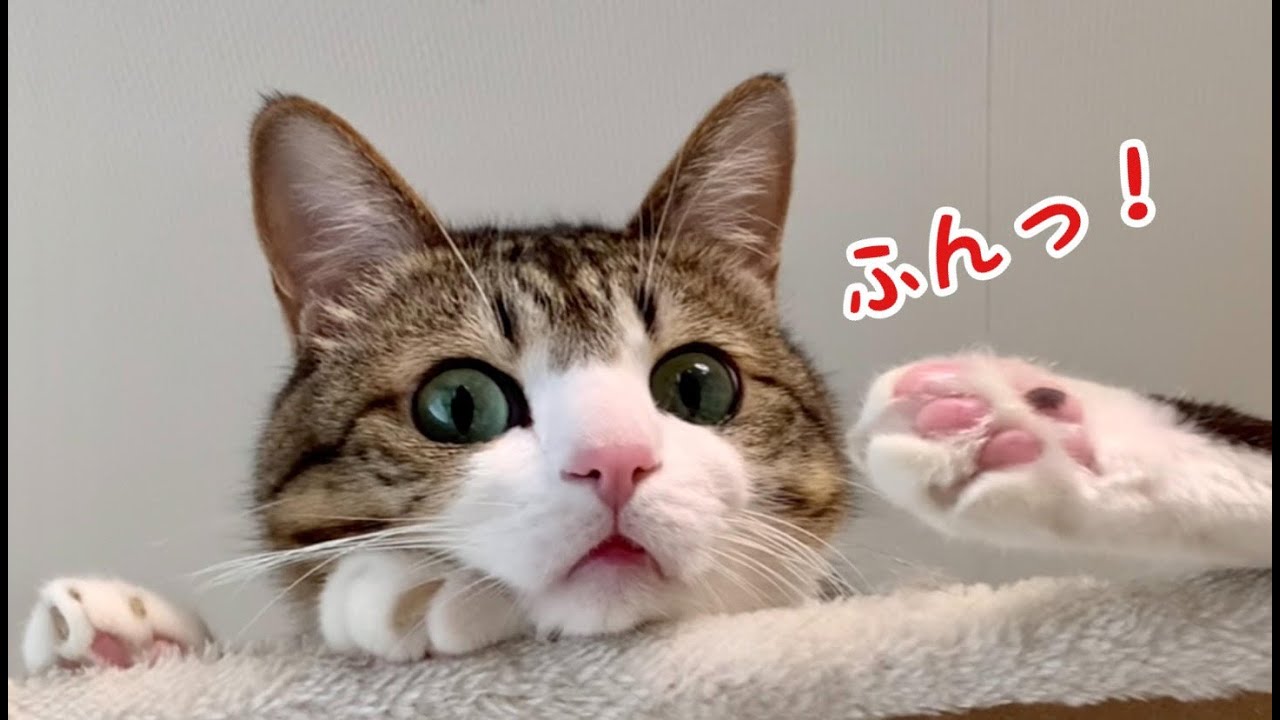 我が家の猫たちの上下関係。vol.933 - YouTube