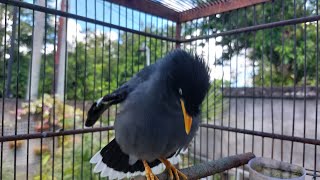 Jalak Kebo gacor Manggut2 Ngeroll Panjang Bikin Jalak Malas Bunyi Langsung Nyaut #187