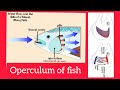 Operculum vlogsworld10mviewtrending biology fishery papersolution