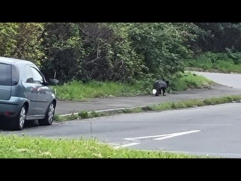 Mystery beast spotted roaming UK streets - but public urged to stay away