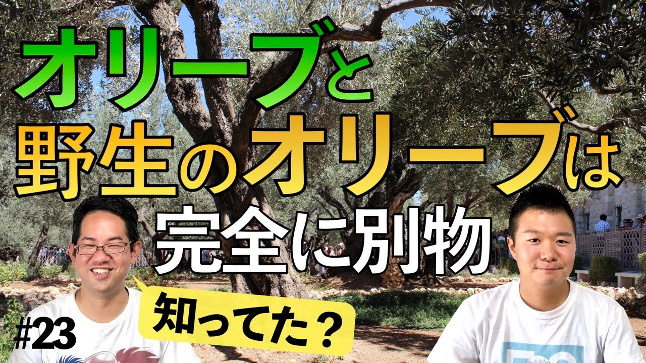 オリーブには２種類ある！？ 聖書の植物メタファー #23