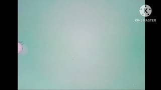 Whats The Buzz Nick Jr. Jumpscare I 43210