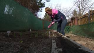 A vöröshagyma vetése és dughagymáról való termesztése - Kertbarátok - Kertészeti TV - műsor