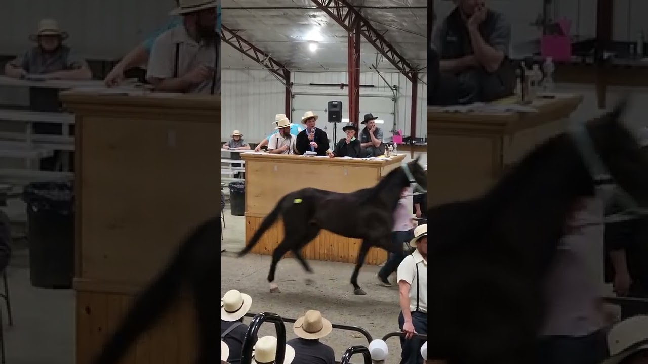 11 yr old auctioneers at Middlefield Ohio standardbred driving horse