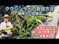 クウシンサイの栽培方法【種蒔き~収穫迄】【初めてでも簡単に栽培出来ます】【オススメ】2023年5月17日 5月30日 6月10日 6月24日 7月3日