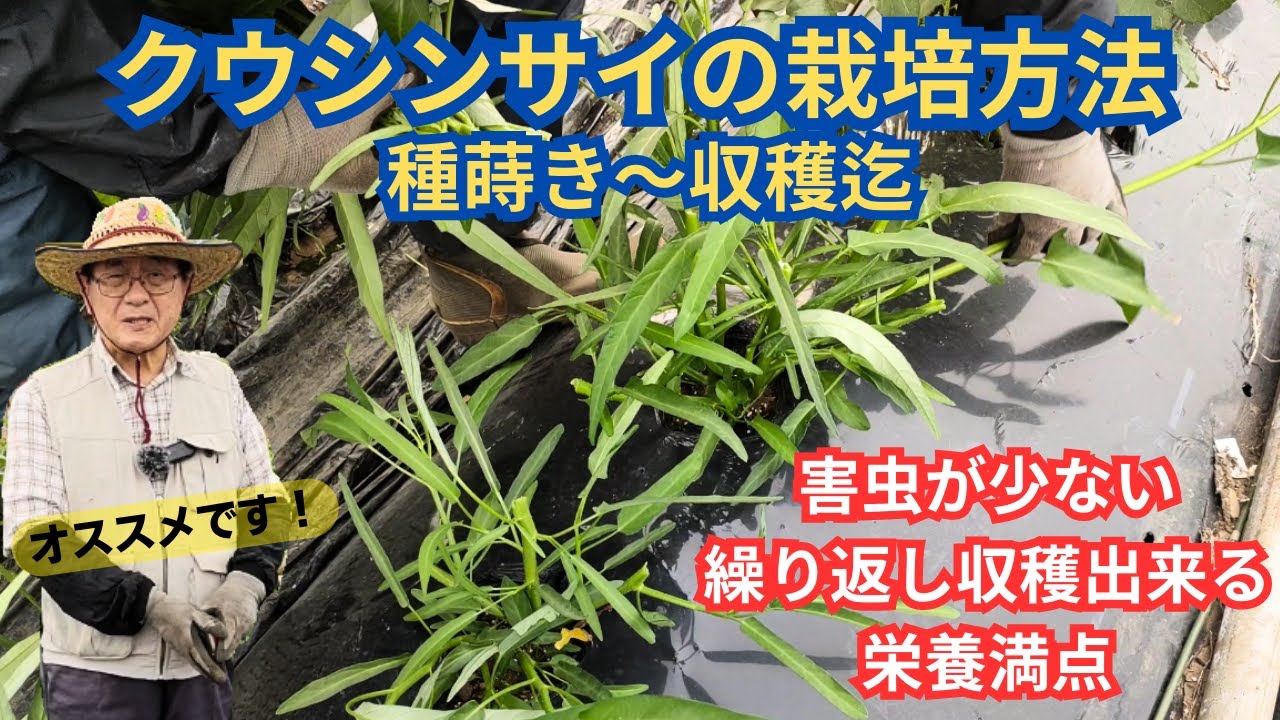 空心菜 jiayue110６キロ 野菜購入者様専用空芯菜4キロ 【公式通販】