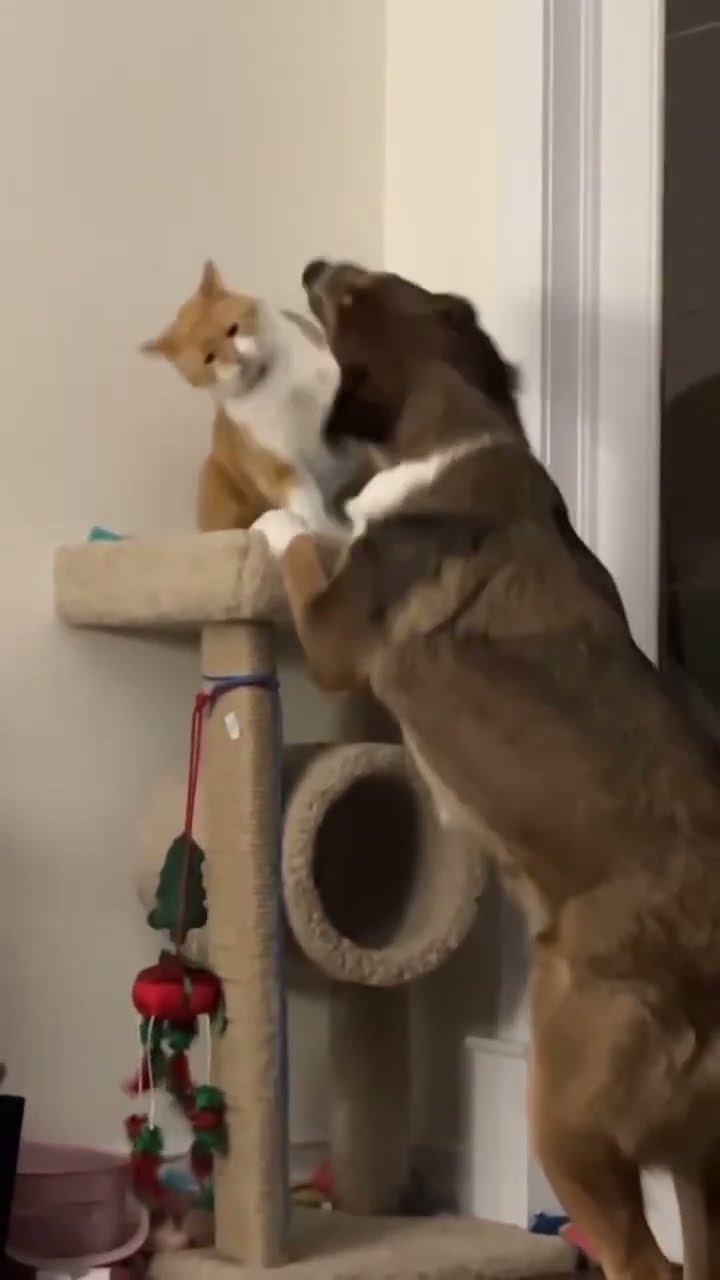 Doggyo just vibing and now they like crawl to the top