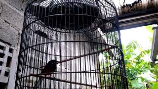 Birds Singing - Relaxing Bird Sounds Heal Stress, Anxiety and Depression, Heal The Mind