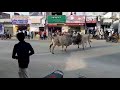 Bull fight in wanaparthy