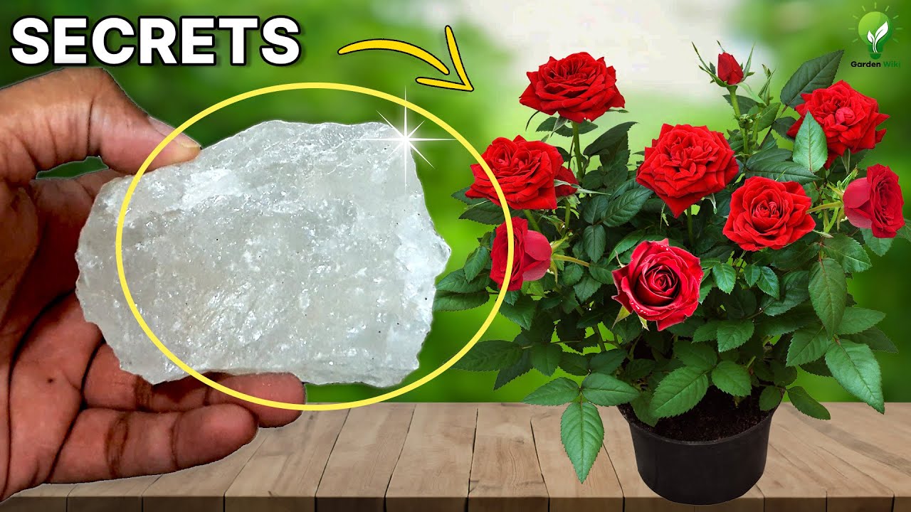 Secrets Revealed: 10 Tips for Perfectly Growing Roses