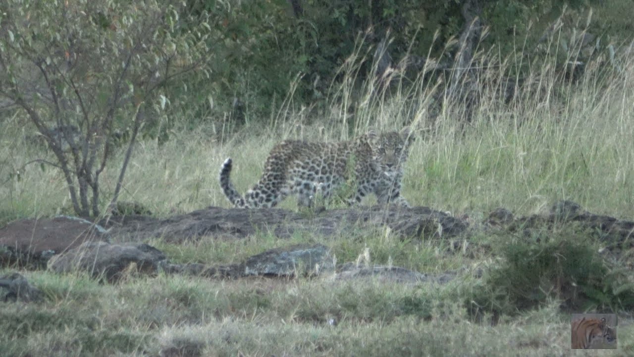 Leopard Calling Leopard cub frantically calling for mum #wildlife #animals #africa # ...