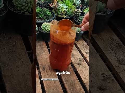 Você Não Vai