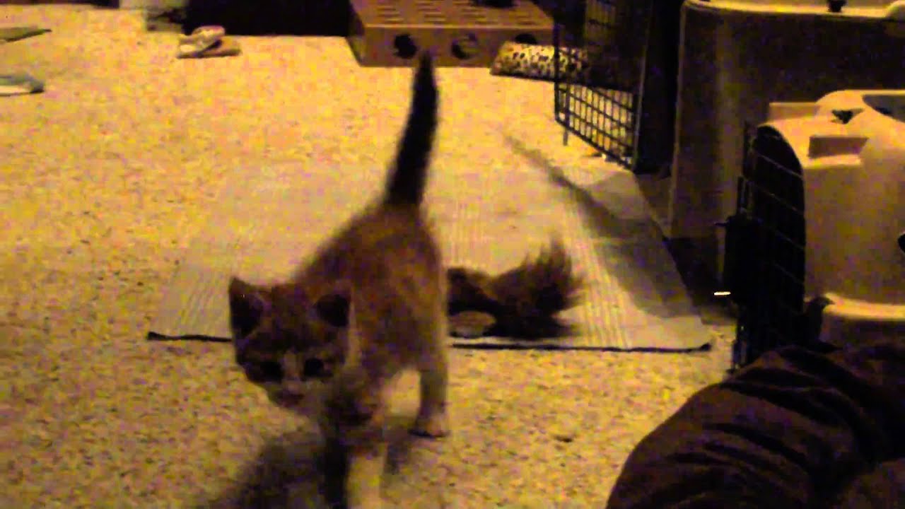 Stagger - CH kitten at 5 weeks old - YouTube