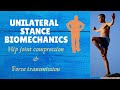 Unilateral Stance  -( Forces &Joint Compression # Hip Biomechanics)