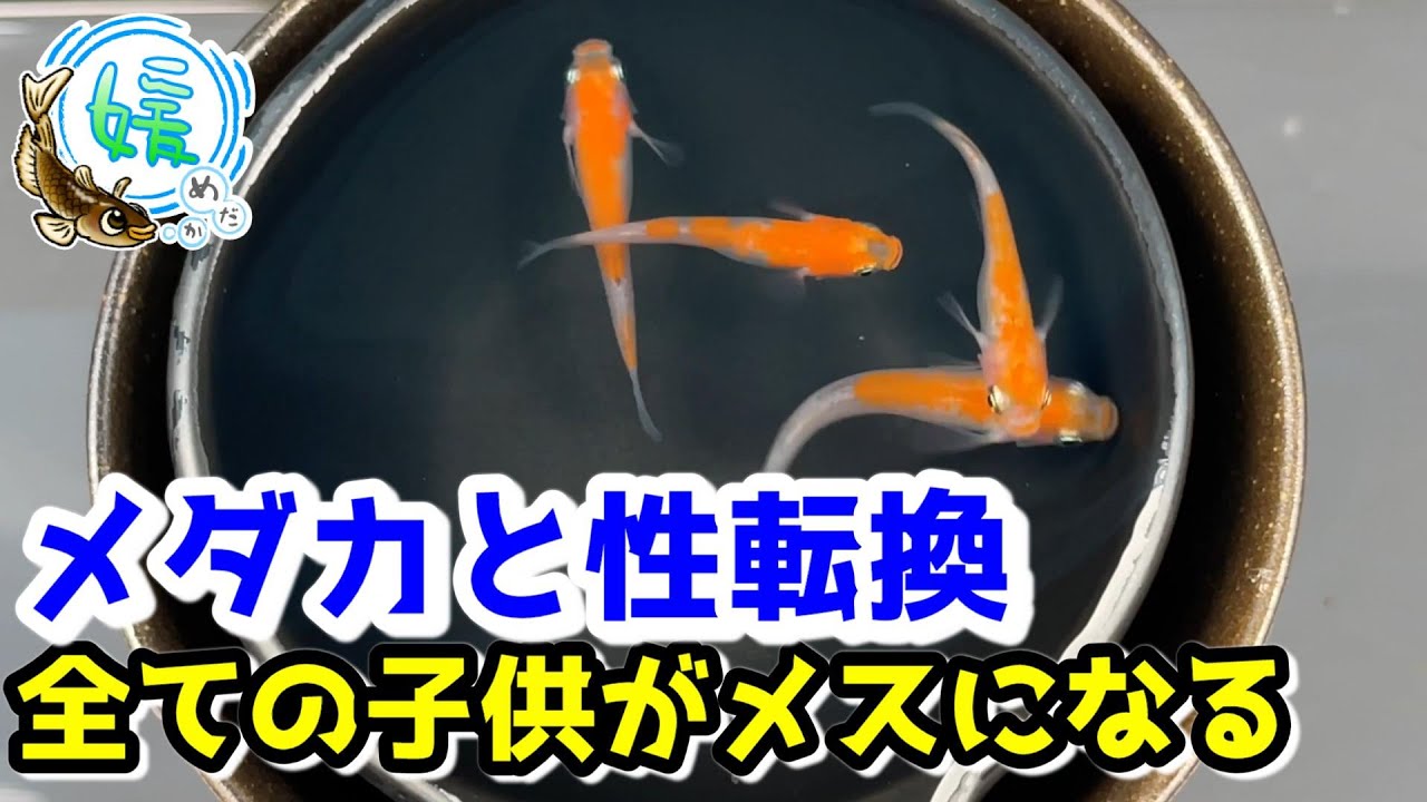 メダカの産み分けにも役立つ 性転換 飢餓に緑光や高水温で雌から雄に Hoteiって 媛めだか 全ての子がメスになる理由と全てのf1が になる理由 Youtube