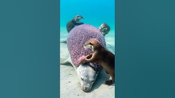 Otters Save Seal From Squif Infestation!#rescue #animals #wildlife