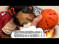 ［対決！？］犬VS知育おもちゃ