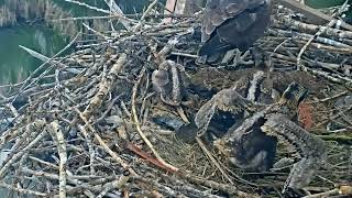 2023-06-15 Adorably awkward wing exercises | Boulder County Osprey Camera