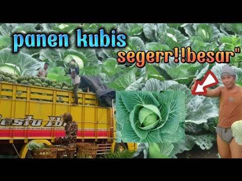 Video: Memanen Kubis: Bagaimana Dan Kapan Memanen Kubis