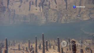 The Role of Mangroves in São Tomé and Príncipe’s Ecosystem #cuteanimal #wildlife