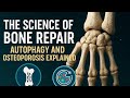 The Science Of Bone Repair Autophagy And Osteoporosis Explained The Science Of Bone Repair Autophagy And Osteoporosis Explained