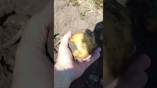Нифига себе, процентик! Картошка 2025 года - выращена с любовью!