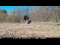 Xecutioner Broadhead Turkey Kill - Close Up