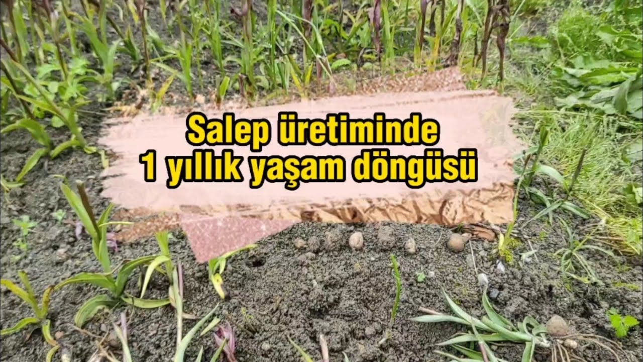 Salebin 1 yıllık yaşam döngüsü... l Salep Yetiştiriciliği l Salep Tarımı