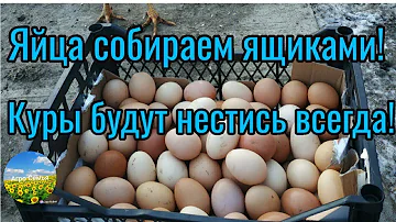 Добавьте четыре ингредиента,и ваши куры будут нестись всегда