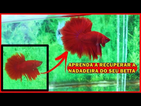 Vídeo: Como você conserta a cauda de peixe?